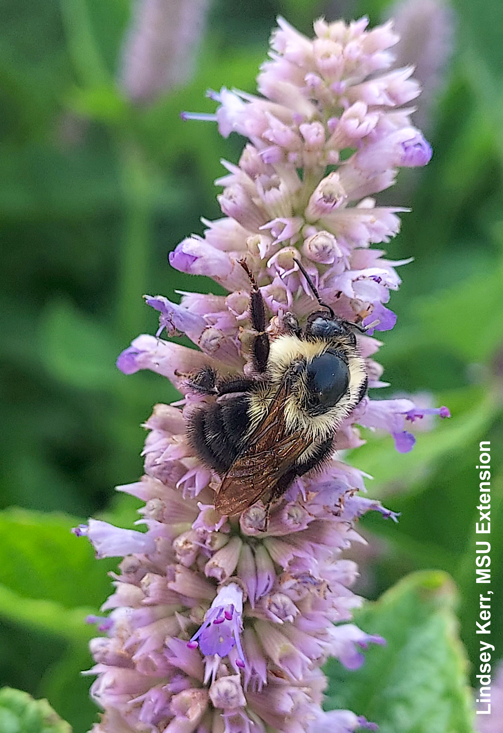 Closeup of a bee on Anise hyssup